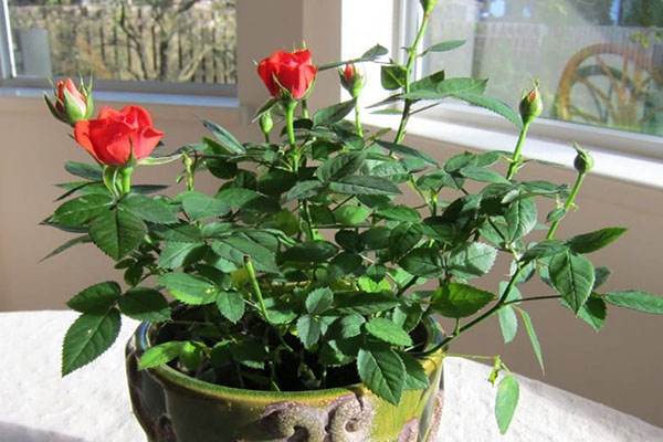 Phân bón lá cho hoa hồng Phân bón lá cho hoa hồng